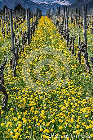 Wonderful view of vineyards in spring with yellow flowers and endless rows of vines Stock Photo
