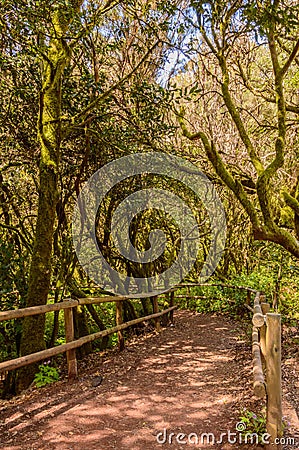 Wonderful Walk Surrounded By Monte Verde Canario With Laurels, Vineyards, Tiles, Acebinos, White Sticks And Durillos In The Stock Photo