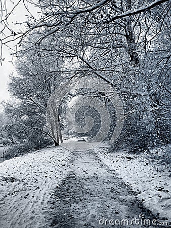 wonderful white landscape with snow Stock Photo