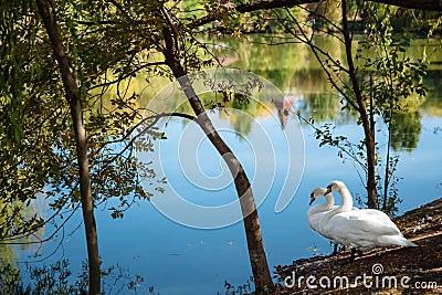 Wonderful white swans Stock Photo