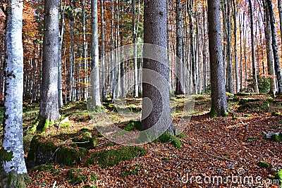 The colors of autumn forests Stock Photo