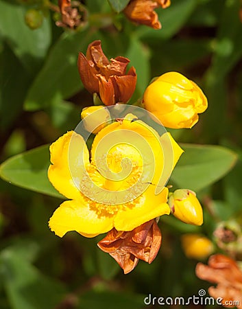 Wonderful yellow hypericum patulum outside in bloom Stock Photo