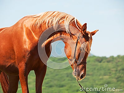 Wonderful young show arabian stallion Stock Photo