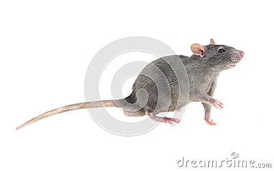 Wonderful young timid wary light gray furry rat home pet on white isolated background looks in right frame pulls left front paw gr Stock Photo