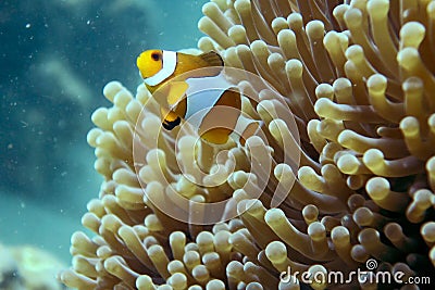 Wonderfull Clown Fish or Nemo Stock Photo