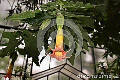Wonderfully colored, pendulous, narrow, trumpet-shaped flower Brugmansia sanguinea Stock Photo