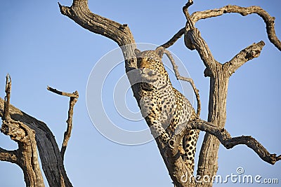 A Wonderfully marked Female African Leopard gazes out across the Bush from her Perch in a Dead Tree at the Madikwe Game Reserve. Stock Photo