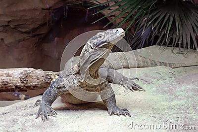 Comodo Dragon at Bronx Zoo Stock Photo