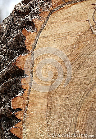 Wood Stock Photo