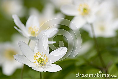 Wood Anemone Stock Photo