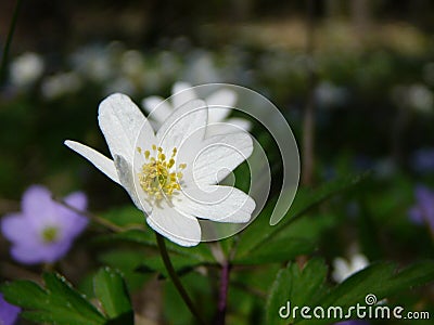 Wood anemone Stock Photo