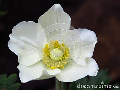 Wood Anemone, Anemone Nemorosa blooming. White garden flowers with yellow stamens. Stock Photo