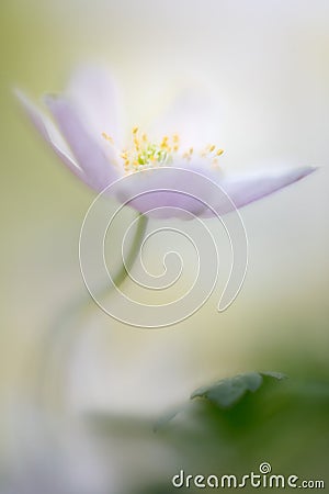 Wood anemone a delicate spring wild flower Stock Photo