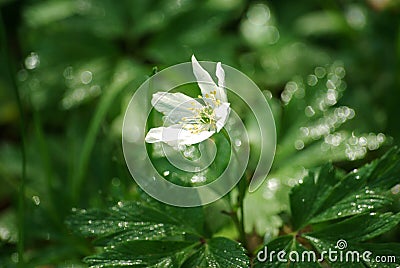 Wood Anemone with dew at dawn Stock Photo