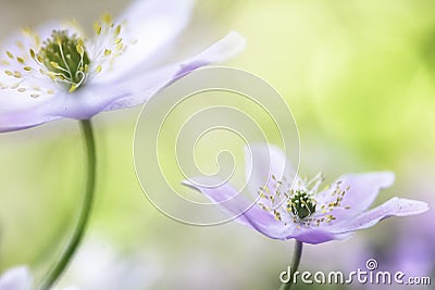 Wood anemone fantasy Stock Photo