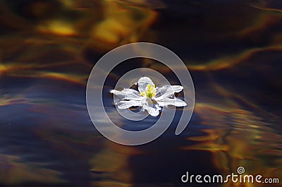 Wood anemone floating in water. Stock Photo