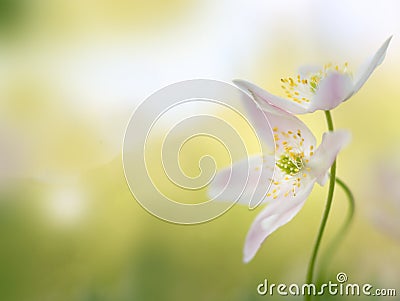 Wood anemone - macro of an early spring flower couple Stock Photo