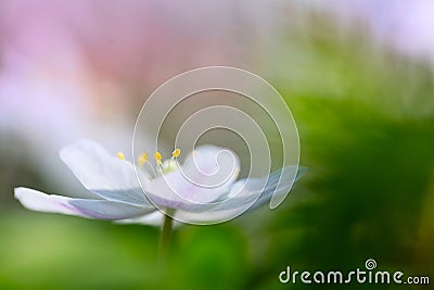 Wood anemone wild flower floating in green Stock Photo