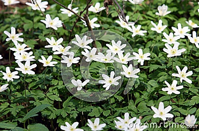 The wood anemone or windflower Stock Photo