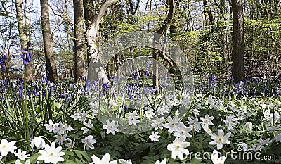 Wood anemones and bluebells Stock Photo