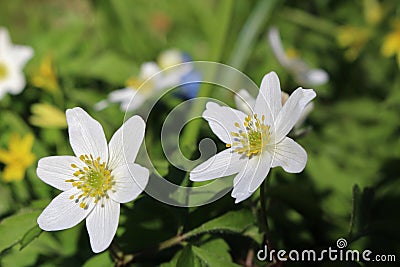 Wood anemones Stock Photo