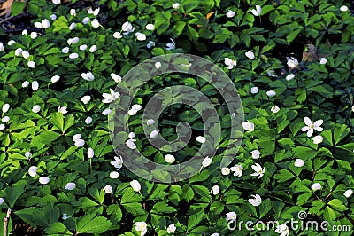 Wood Anemones 18072 Stock Photo