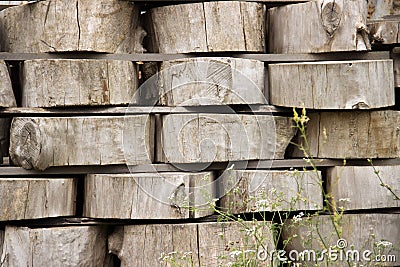 Wood background texture. Cross section of tree trunk. spili trees stumps stacked in stacks. Used for garden doropok, interior and Stock Photo