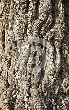 Wood bark texture Stock Photo