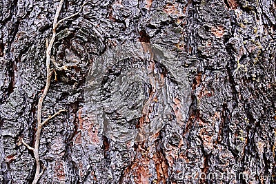 Wood bark texture of coniferous tree Jeffrey pine Pinus Ponderosa Jeffreyi with dried dead stalk of common ivy Hedera Helix ingrow Stock Photo