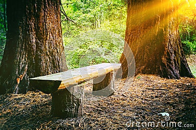 Wood bench in the summer forest Stock Photo