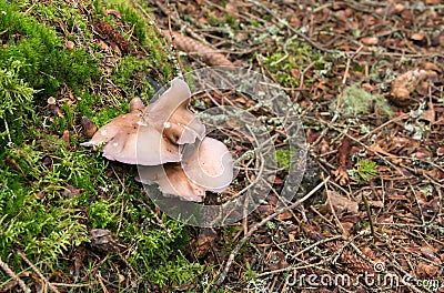 Wood blewit, Lepista nuda Stock Photo