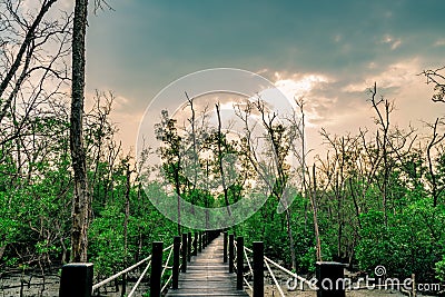 Wood bridge with rope fence in mangrove forest with dead trees a Stock Photo