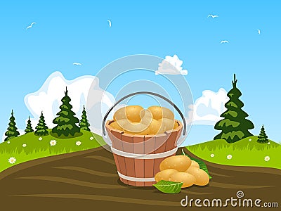 Wood bucket full of harvested potatoes Vector Illustration