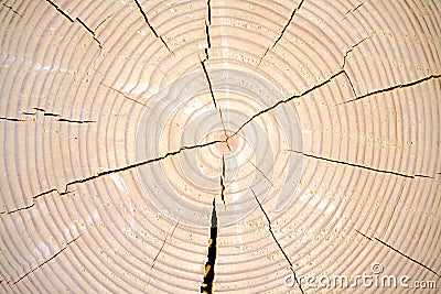 Wood cedar circle texture slice background Stock Photo