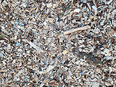 Wood chips for biofuels fuel Stock Photo
