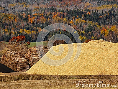 Wood Chips Logs Sawdust Autumn Forest Stock Photo