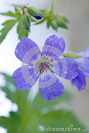 Wood Cranesbill or Woodland Geranium Stock Photo