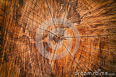 Wood cut texture tree trunk Stock Photo