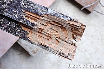 Wood damaged by termite Stock Photo