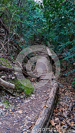 Wood and dirt steps through forest trails with bridge Stock Photo