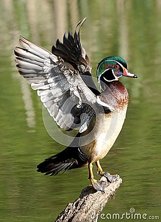 Wood Duck Stock Photo