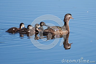 Wood Duck ducklings and Mother Stock Photo