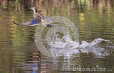 Wood Duck female take off from the lake, Quebec Stock Photo