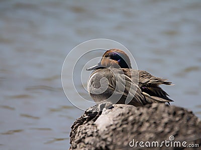 Sleeping wood duck Stock Photo