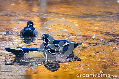 Wood Ducks on a Golden Autumn Pond Stock Photo