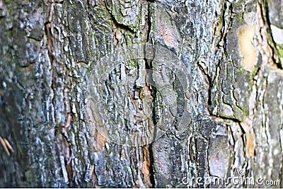 Wood Fir Tree Vegetation Greenary Cleft Board house light gray crack wood light wallpape Stock Photo