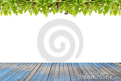Wood floor with Beautiful Green leaves frame on white background Stock Photo