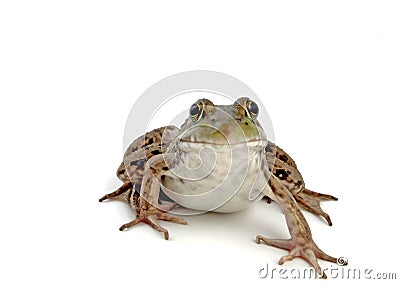 Wood Frog 2 Stock Photo