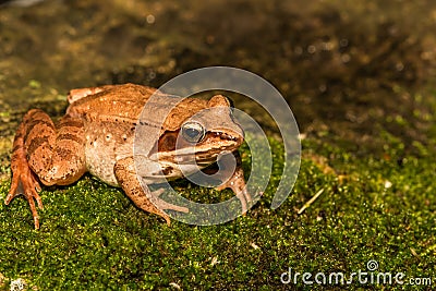 Wood Frog Stock Photo