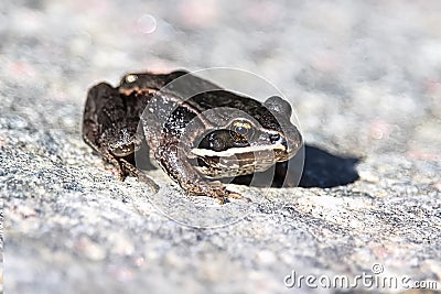 A Wood Frog sits on a gray rock Stock Photo